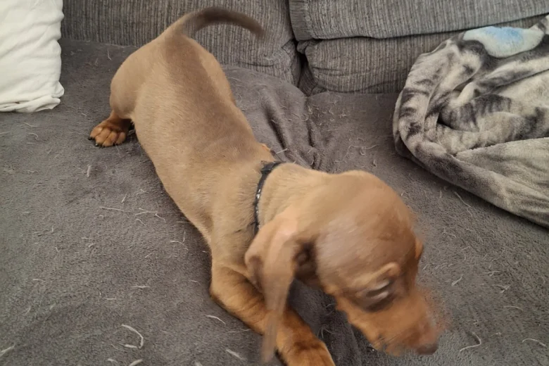 Dachshund (Smooth Haired)