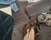 Dachshund (Smooth Haired)