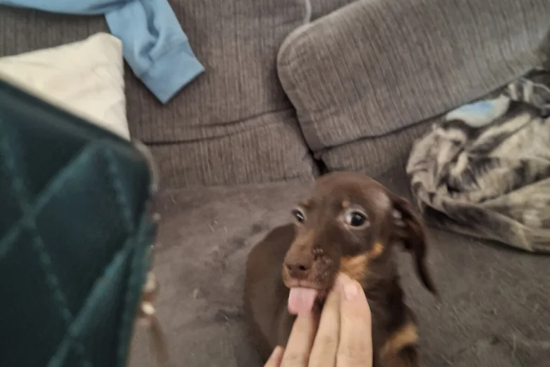 Dachshund (Smooth Haired)