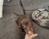 Dachshund (Smooth Haired)