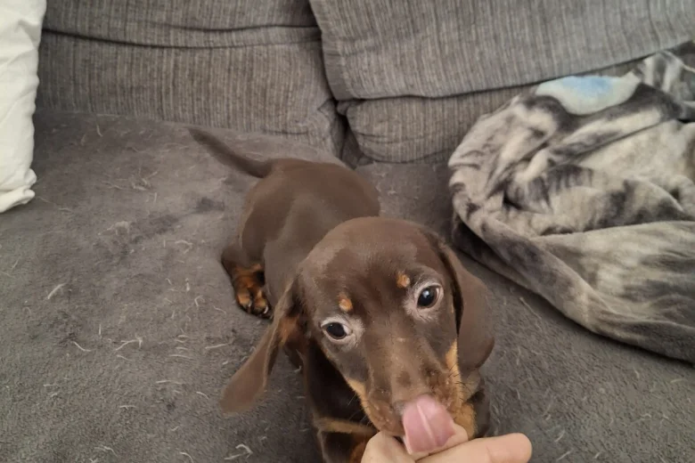 Dachshund (Smooth Haired)