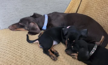 Dachshund (Smooth Haired)