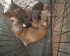 Dachshund (Smooth Haired)