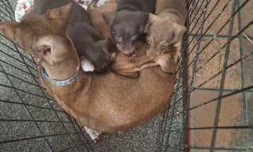 Dachshund (Smooth Haired)
