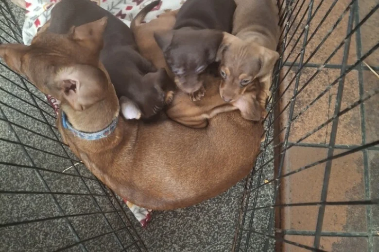 Dachshund (Smooth Haired)