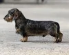 Dachshund (Wire Haired)