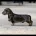 Dachshund (Wire Haired)
