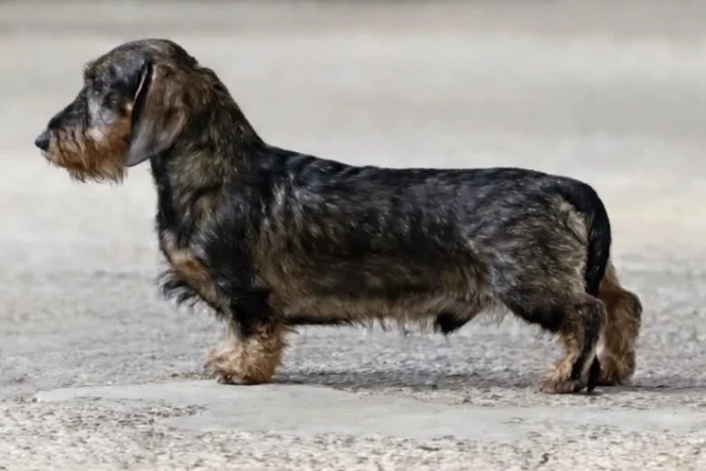 Dachshund (Wire Haired)