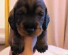Dachshund (Wire Haired)