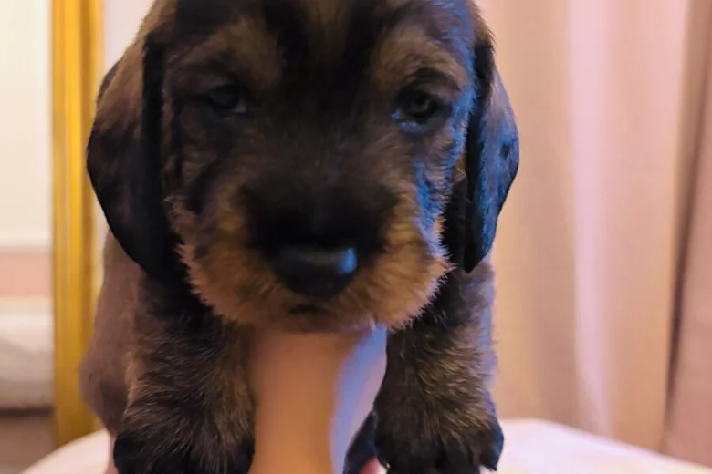 Dachshund (Wire Haired)