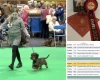 Dachshund (Wire Haired)