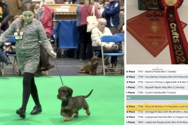 Dachshund (Wire Haired)