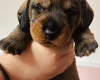 Dachshund (Wire Haired)