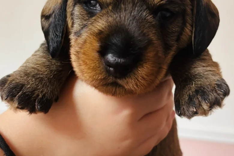 Dachshund (Wire Haired)