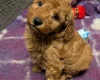 Miniature Poodle