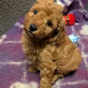 Miniature Poodle