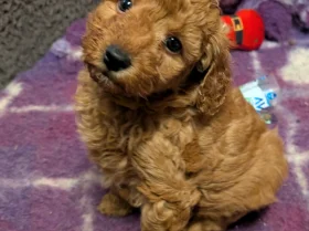 Miniature Poodle