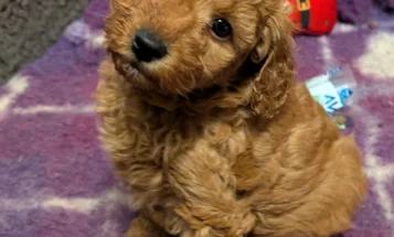 Miniature Poodle