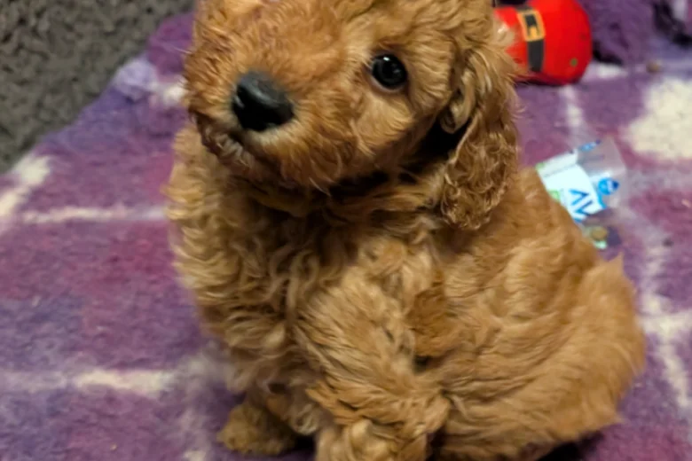 Miniature Poodle