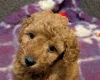 Miniature Poodle