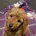 Miniature Poodle