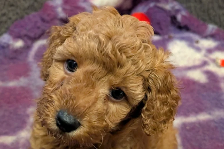Miniature Poodle