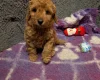 Miniature Poodle