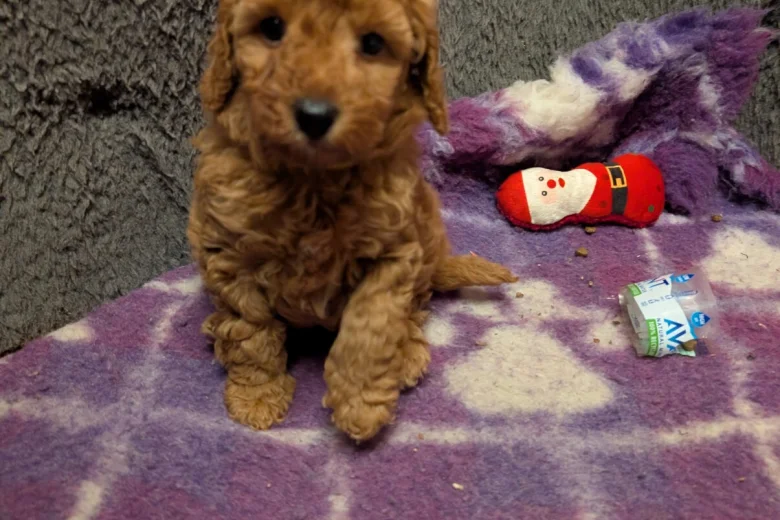 Miniature Poodle