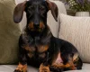 Dachshund (Miniature Wire Haired)