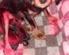 Dachshund (Miniature Wire Haired)