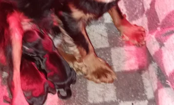 Dachshund (Miniature Wire Haired)