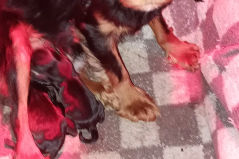 Dachshund (Miniature Wire Haired)