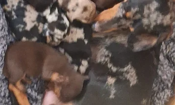 Dachshund (Smooth Haired)