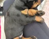 Doberman