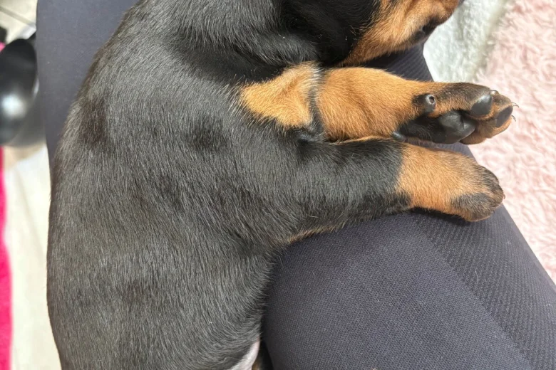 Doberman