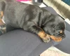 Doberman