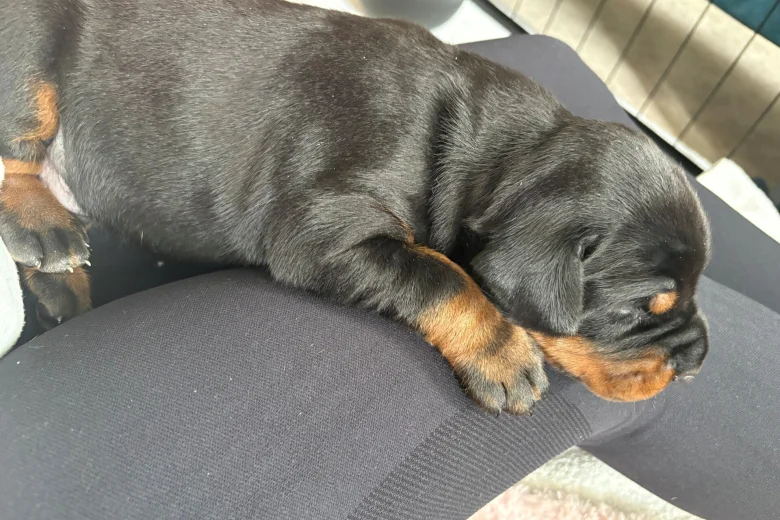 Doberman