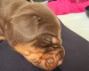 Doberman