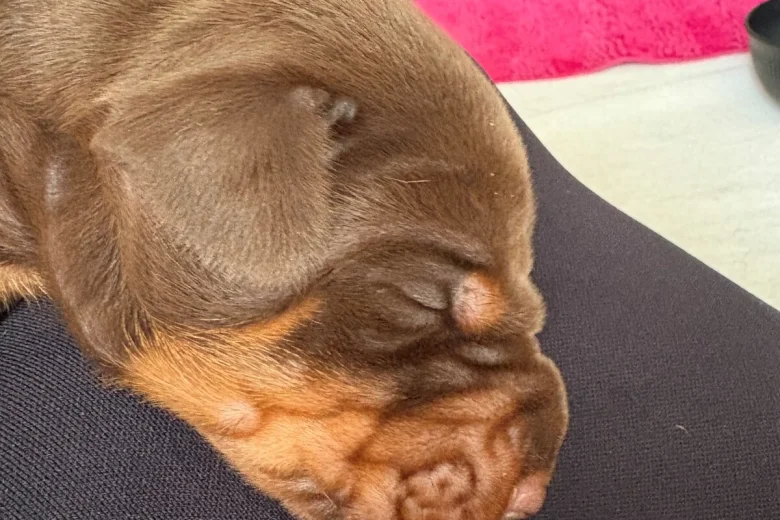 Doberman
