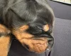 Doberman