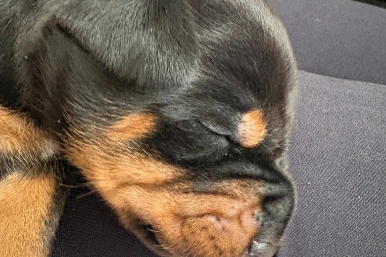 Doberman