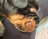 Doberman