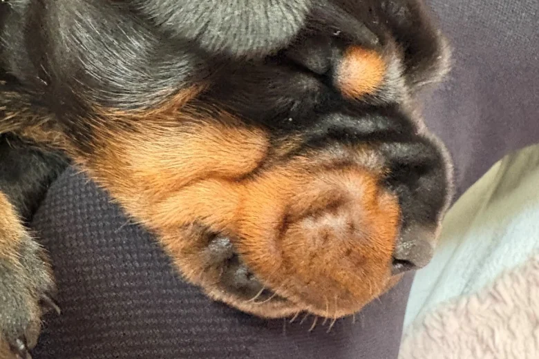 Doberman