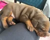 Doberman