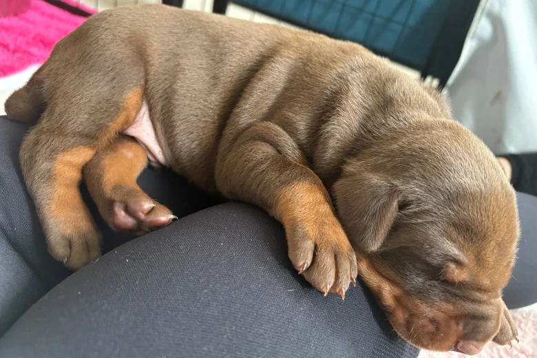 Doberman