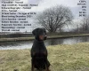 Doberman
