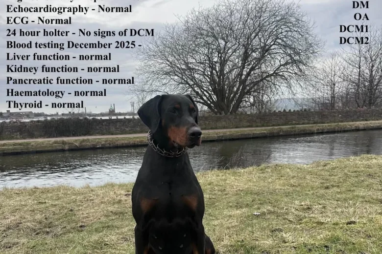 Doberman