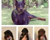 Doberman