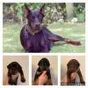 Doberman