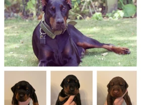Doberman